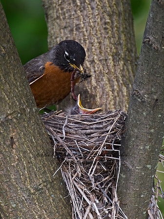 Turdus migratorius  AMERICAN ROBIN 6005613z