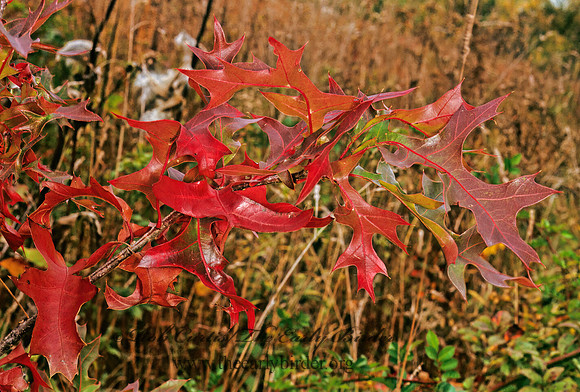 Quercus palustris  PIN OAK 245530z