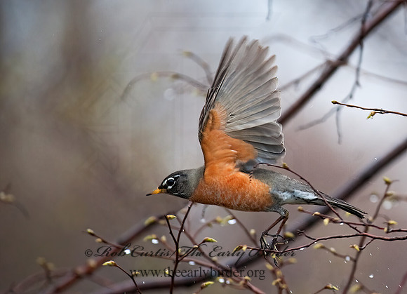 Turdus migratorius  AMERICAN ROBIN 8021577z