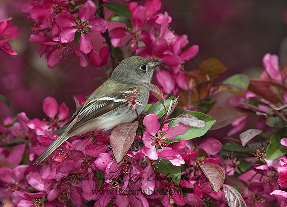 Empidonax minimus  LEAST FLYCATCHER 8003629z