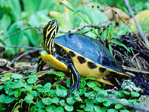 Pseudemys nelsoni  FLORIDA RED-BELLIED TURTLE 8724z