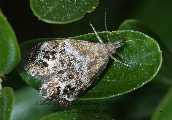 Tebenna gnaphaliella  EVERLASTING TEBENNA MOTH  7010214z