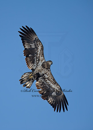 Haliaeetus leucocephalus  BALD EAGLE 8000201z