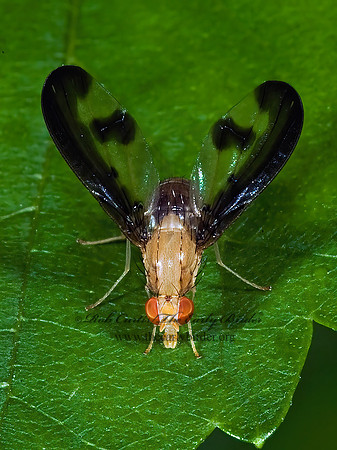 Toxoneura superba  FLUTTER FLY 5009215 z
