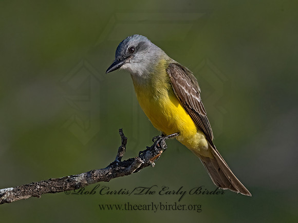Tyrannus couchii  COUCH'S KINGBIRD 3034065z