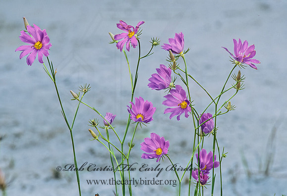 Sabatia bartramii  BARTRAM'S ROSE GENTIAN 262930z