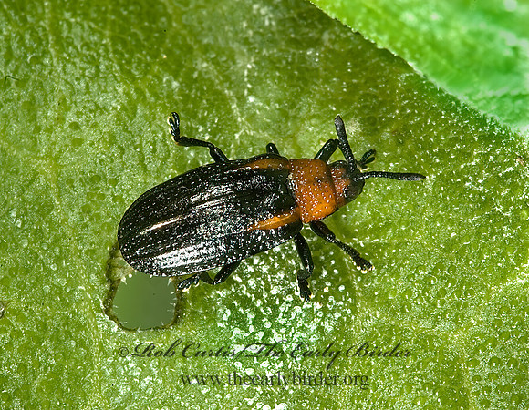 Microrhopala laetula  HISPINE LEAF BEETLE 5009831z