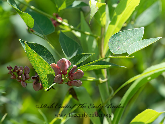 Apios americana  GROUNDNUT 9040763z