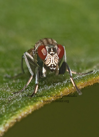 Ochthera lauta  SHORE FLY 3009017z