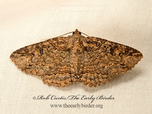 Zale galbanata  MAPLE ZALE MOTH  9048180z
