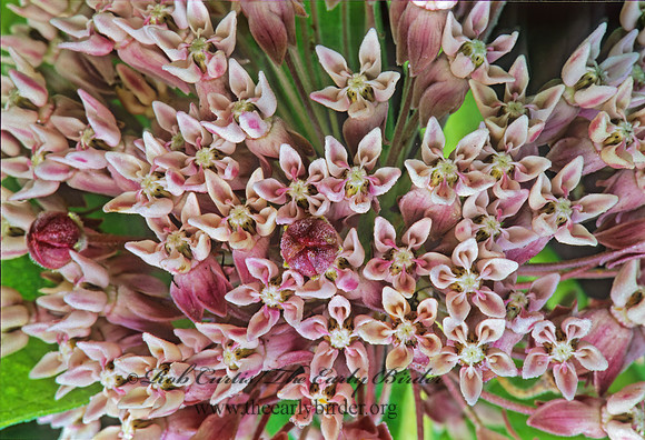 Asclepias syriaca  COMMON MILKWEED 277408z