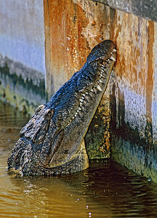 Crocodylus acutus  AMERICAN CROCODILE 270529z