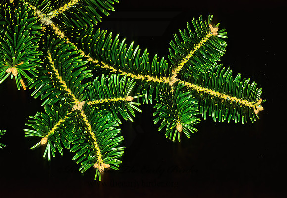 Abies homolepsis  NIKKO FIR 215123z