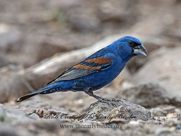 Guiraca caerulea  BLUE GROSBEAK 3037384z