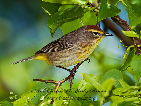 Setophaga palmarum  PALM WARBLER 8022072z