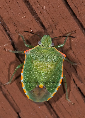 Thyanta custator accerra  RED-SHOULDERED STINKBUG 6024698z