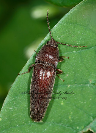 Melanotus 6014967z