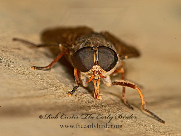 Tabanius calens  HORSE FLY 9052404z