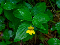 Erythranthe denatata TOOTHED MONKEY FLOWER 9059216z