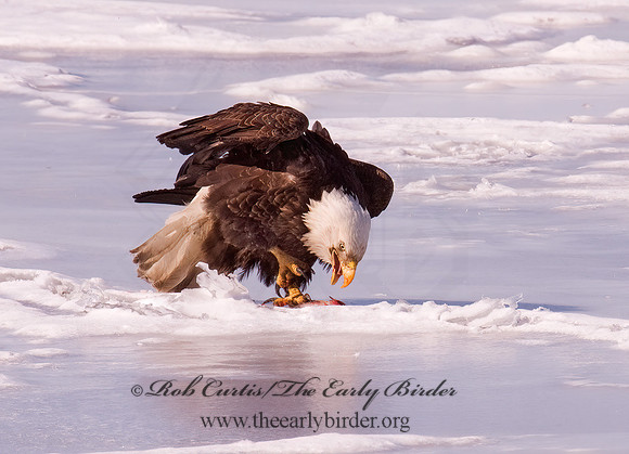 Haliaeetus leucocephalus  BALD EAGLE 6020718z