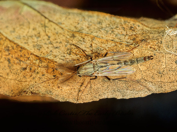 Chironomus decorus  NON-BITING MIDGE~ 115920~z