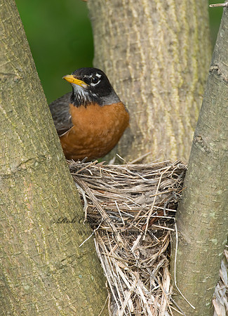 Turdus migratorius  AMERICAN ROBIN 6005050z