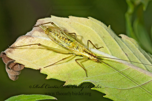 Oecanthus forbesi  FORBE'S TREE CRICKET 5001200z