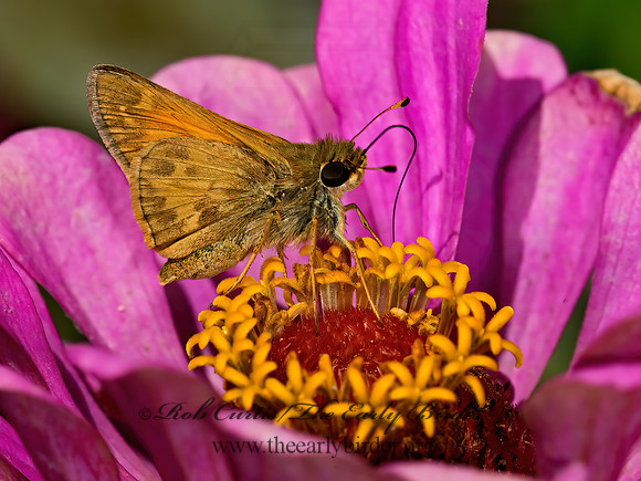 Atalopedes campestris  SACHEM SKIPPER 9052436z