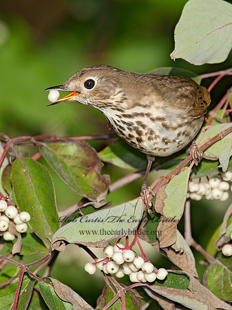 Catharus guttatus  HERMIT THRUSH 8031927z