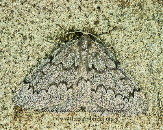 Nepytia canosaria FALSE HEMLOCK LOOPER MOTH1275728z