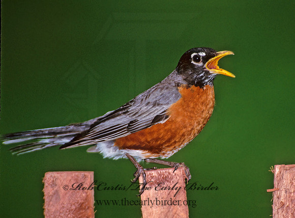 Turdus migratorius  AMERICAN ROBIN 281435z
