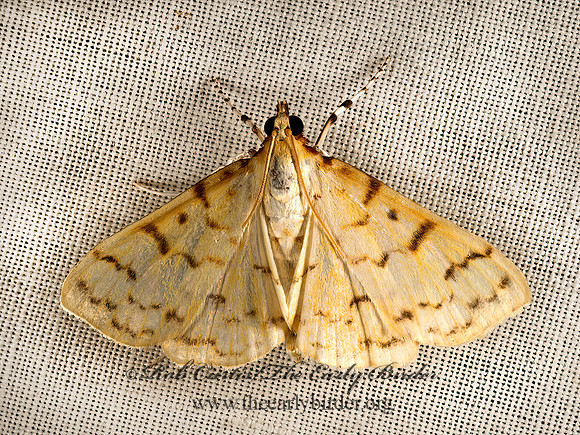 Polygrammodes�flavidalis  IRONWEED ROOT MOTH 9050031z