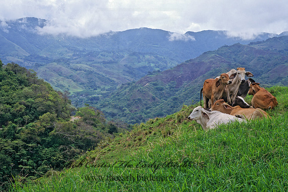 Bos taurus  CATTLE 203026z
