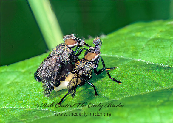 Platystoma seminationis  SIGNAL FLY 290915z