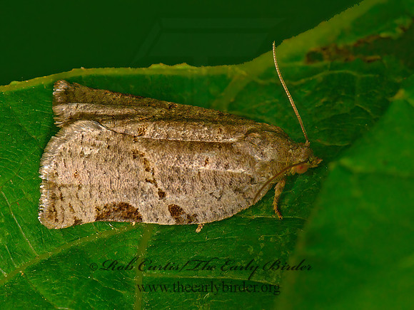 Archips grisea  GRAY ARCHIP MOTH 3021818z