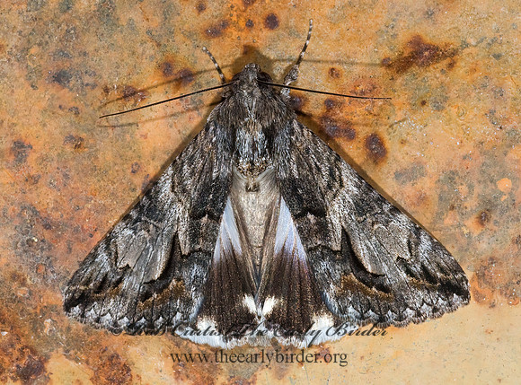 Melipotis jucunda MERRY MELIPOTIS MOTH 6024801 z