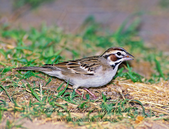 Chondestes grammacus  LARK SPARROW 91814 z
