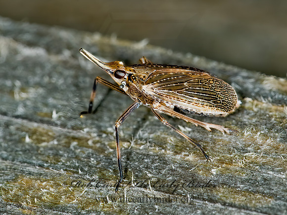 Scolops sulcipes 5000026 z
