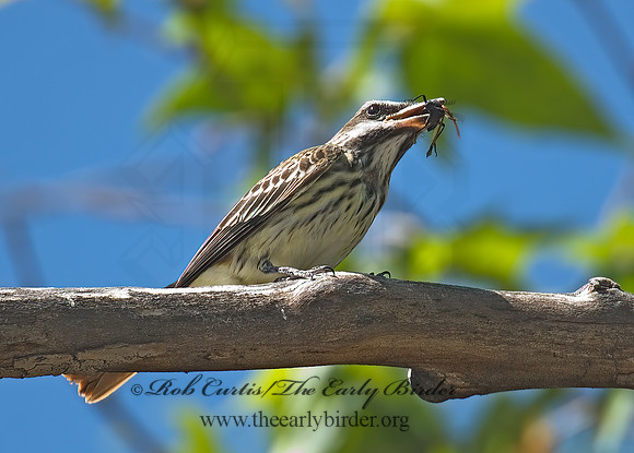 Myiodynastes luteiventris  SULPHUR-BELLIED FLYCATCHER 7007949z