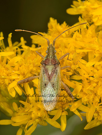 Harmostes reflexulus  SCENTLESS PLANT BUG 9040504z