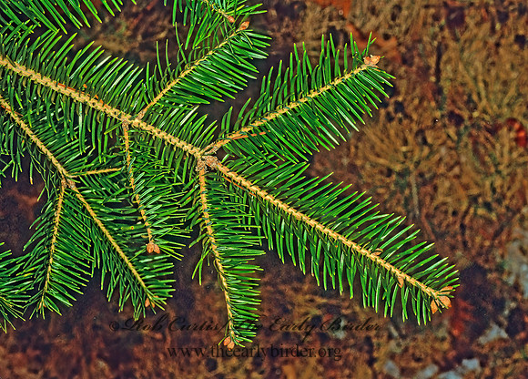 Abies holophylla  NEEDLE FIR 215120z