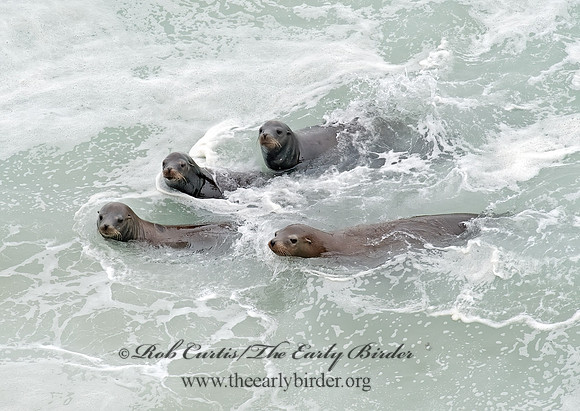 Zalophus californianus  CALIFORNIA SEA LION 8019579z
