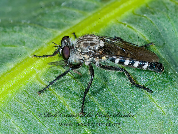 Cyrtopogon  STICHOPOGONINAE ROBBER FLY 7009128z