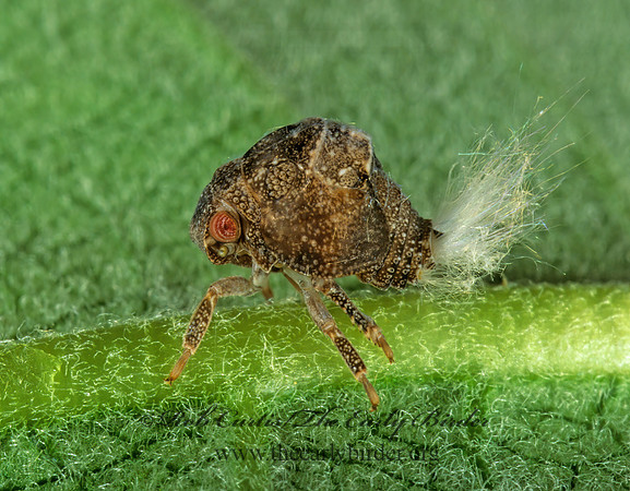 Acanalonia bivittata 1114033z