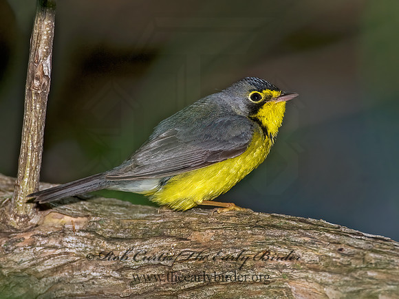 Cardellina canadensis  CANADA WARBLER 8013774z