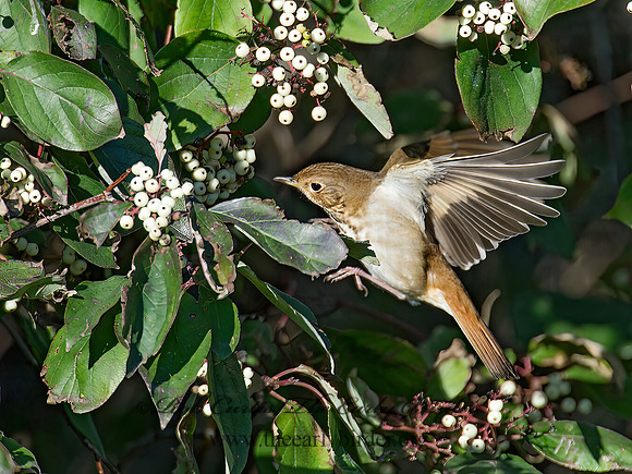 Catharus guttatus  HERMIT THRUSH 9015463z