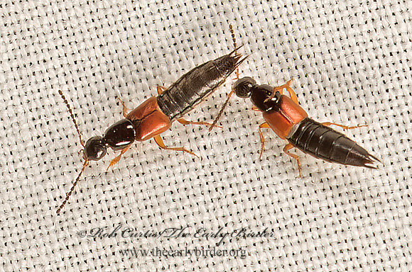 Philonthus rufulus  ROVE BEETLE 9048350z