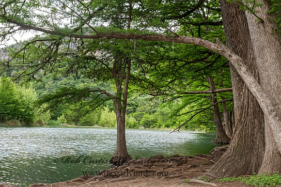 Taxodium distichum  BALD CYPRESS 3034830z