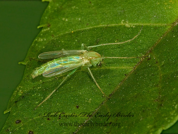 Chironomini  NON-BITING MIDGE 5014156z