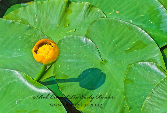 Nuphar variegata  BULLHEAD LILY 291636z